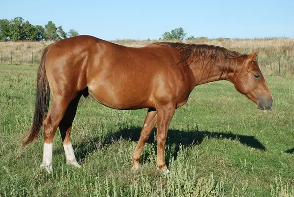 Charmant jeune étalon issu de lignées de reining de premier ordre