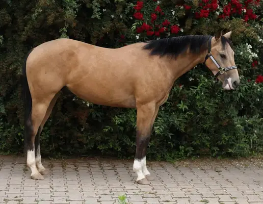 Sueño buckskin con sangre de reining de primera clase