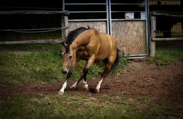 Buckskin-Traum mit Reiningblut der Extraklasse