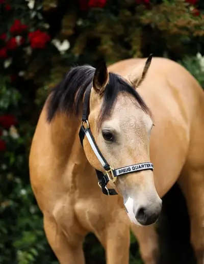 Buckskin-Traum mit Reiningblut der Extraklasse