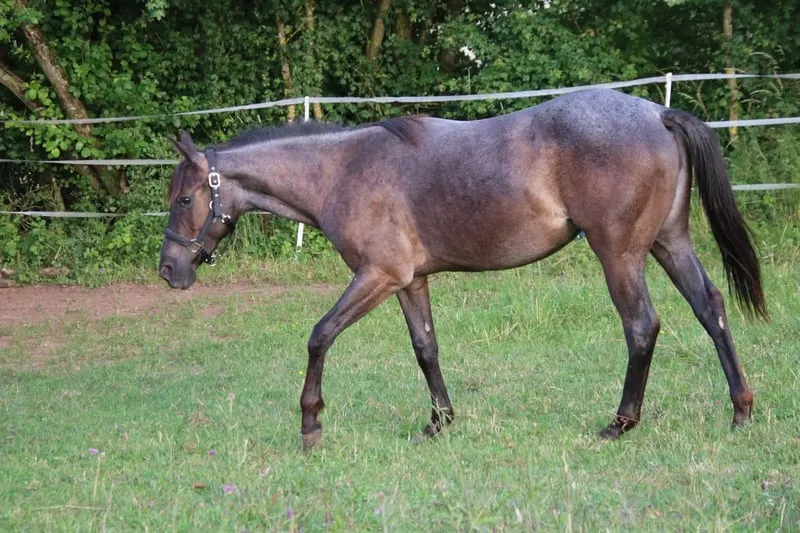 Traumhafte Blue Roan QH Stute mit bestem Charakter