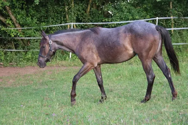 Soñada yegua Quarter Horse Blue Roan con el mejor carácter