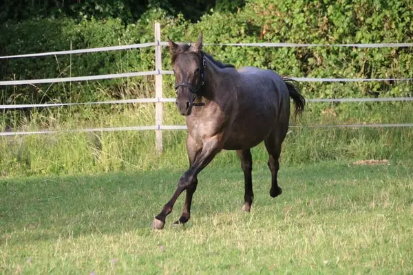 Traumhafte Blue Roan QH Stute mit bestem Charakter