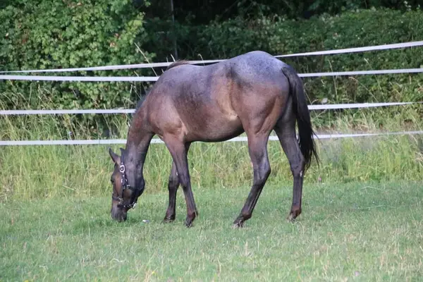 Traumhafte Blue Roan QH Stute mit bestem Charakter