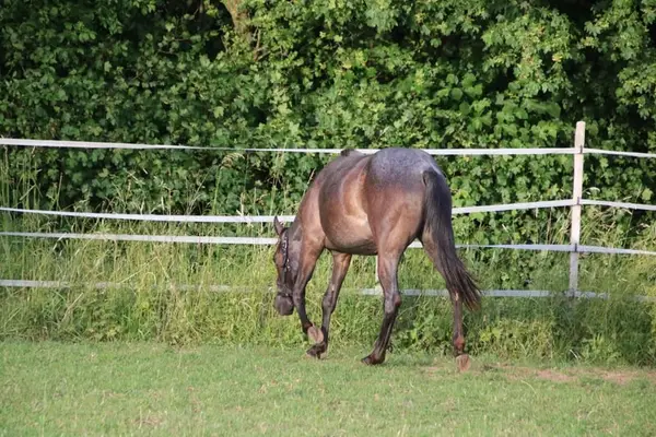 Traumhafte Blue Roan QH Stute mit bestem Charakter