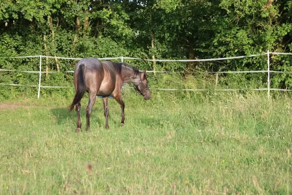 Traumhafte Blue Roan QH Stute mit bestem Charakter
