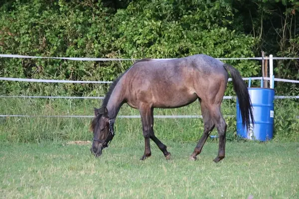 Traumhafte Blue Roan QH Stute mit bestem Charakter