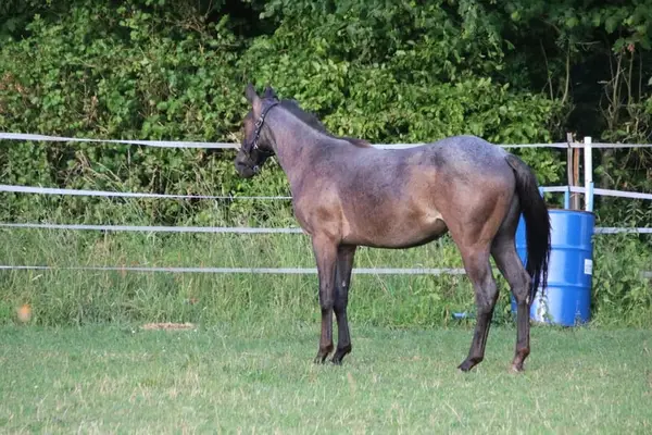 Traumhafte Blue Roan QH Stute mit bestem Charakter