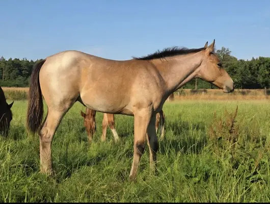 Preciosa yegua Quarter Horse Bay Roan con líneas de sangre fundacionales