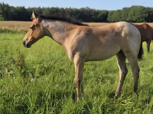 Liebe Bay Roan Quarter Horse Stute mit Foundation-Blutlinien