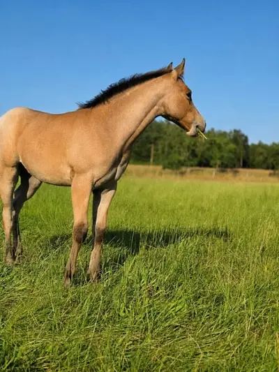 Liebe Bay Roan Quarter Horse Stute mit Foundation-Blutlinien