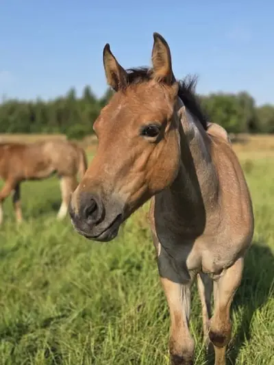 Liebe Bay Roan Quarter Horse Stute mit Foundation-Blutlinien