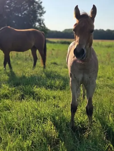Liebe Bay Roan Quarter Horse Stute mit Foundation-Blutlinien
