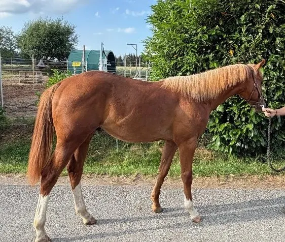 Typvolle Quarter Horse Youngster met Top-afstamming