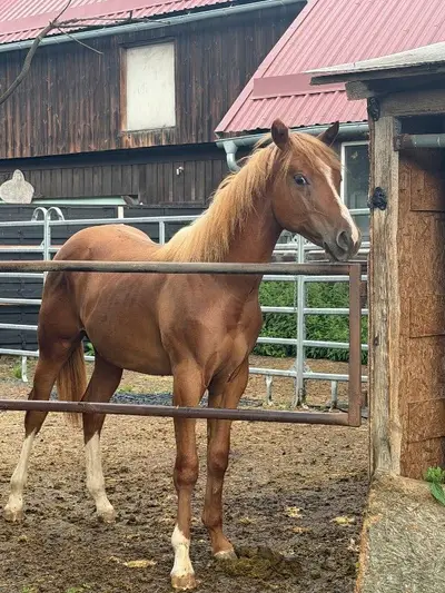 Typvolle Quarter Horse Youngster met Top-afstamming
