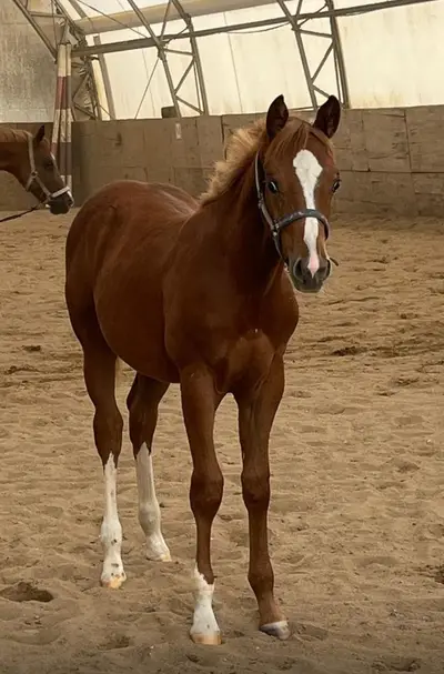 Typvolle Quarter Horse Youngster met Top-afstamming