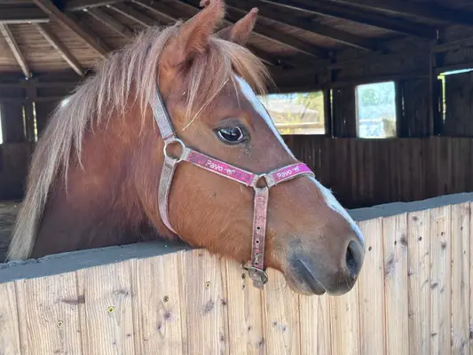 Typvolle Quarter Horse Youngster met Top-afstamming