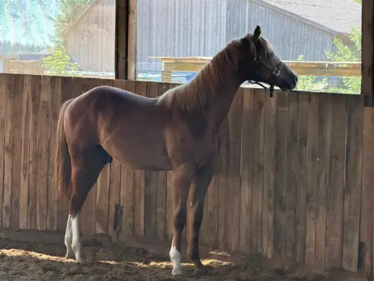 Typvolle Quarter Horse Youngster met Top-afstamming