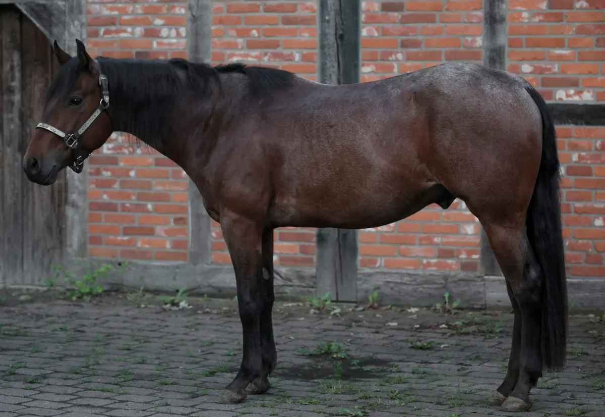 Bay Roan Youngster mit Top-Abstammung und viel Potenzial
