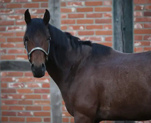 Bay Roan Youngster mit Top-Abstammung und viel Potenzial