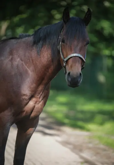 Bay Roan Youngster mit Top-Abstammung und viel Potenzial