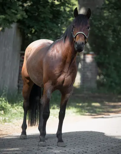 Bay Roan Youngster mit Top-Abstammung und viel Potenzial