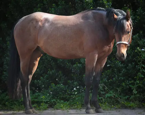 Bay Roan Youngster mit Top-Abstammung und viel Potenzial