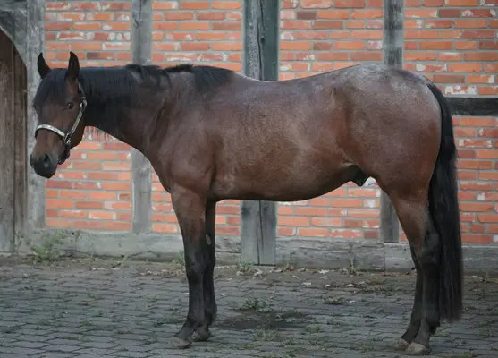 Bay Roan Youngster mit Top-Abstammung und viel Potenzial