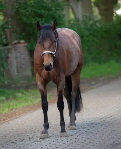 Bay Roan Youngster mit Top-Abstammung und viel Potenzial