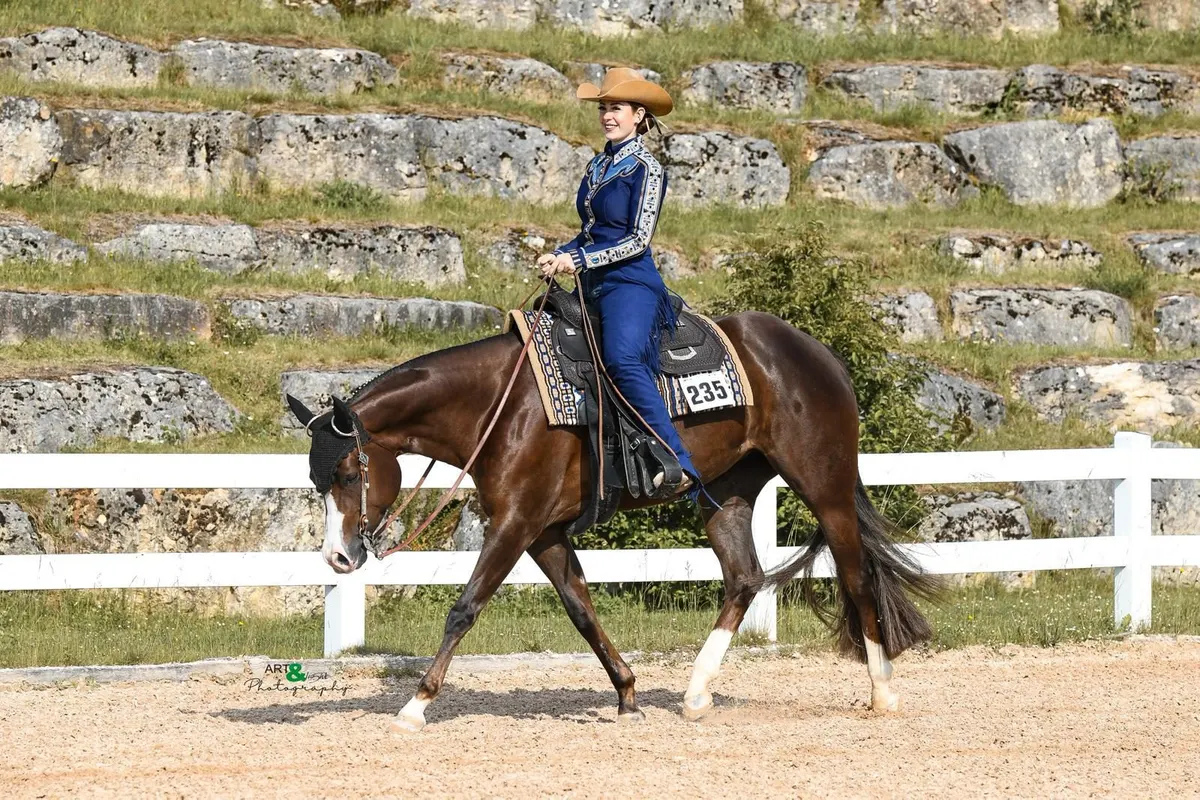 Bildschöne Quarter Horse Stute mit außergewöhnlich liebem Ch