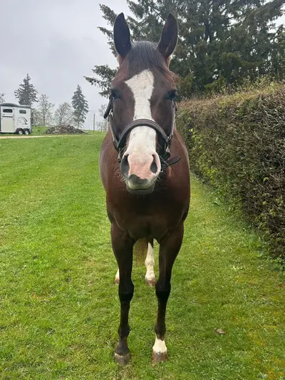 Splendida Quarter Horse Mare dal carattere eccezionalmente dolce