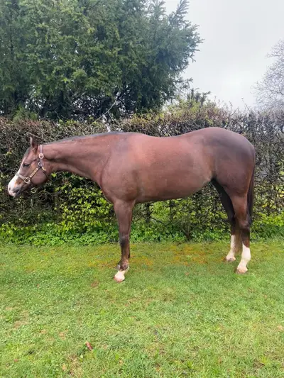 Splendida Quarter Horse Mare dal carattere eccezionalmente dolce