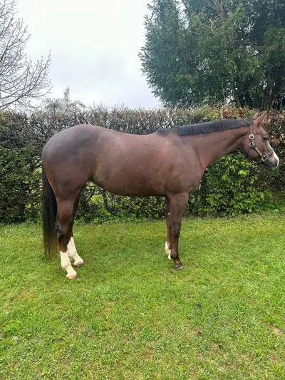 Splendida Quarter Horse Mare dal carattere eccezionalmente dolce