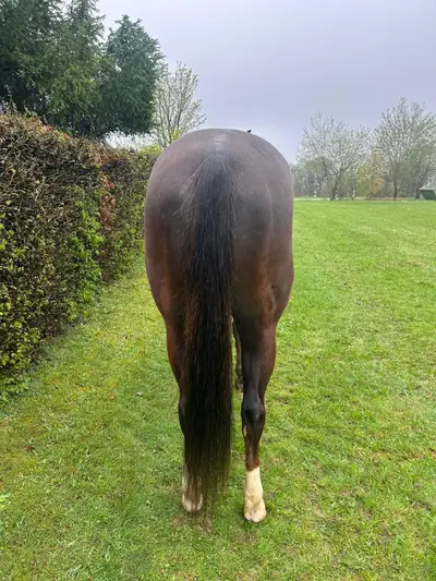 Splendida Quarter Horse Mare dal carattere eccezionalmente dolce