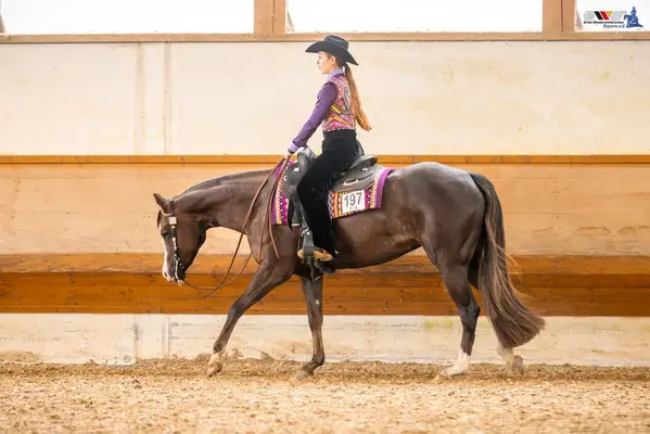 Splendida Quarter Horse Mare dal carattere eccezionalmente dolce