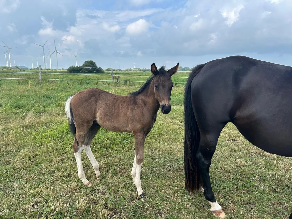 Relève Paint Horse pleine de type en Black Tobiano