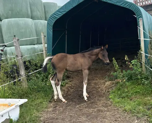 Relève Paint Horse pleine de type en Black Tobiano