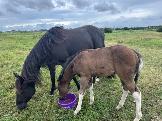 Relève Paint Horse pleine de type en Black Tobiano