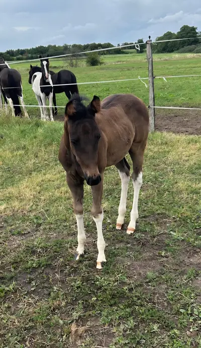Relève Paint Horse pleine de type en Black Tobiano