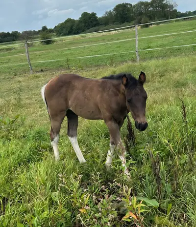 Relève Paint Horse pleine de type en Black Tobiano