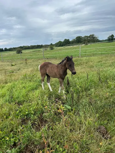 Relève Paint Horse pleine de type en Black Tobiano