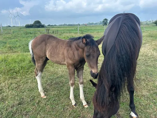 Relève Paint Horse pleine de type en Black Tobiano