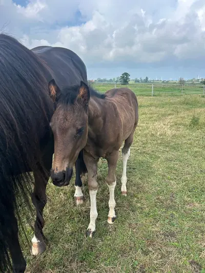 Relève Paint Horse pleine de type en Black Tobiano