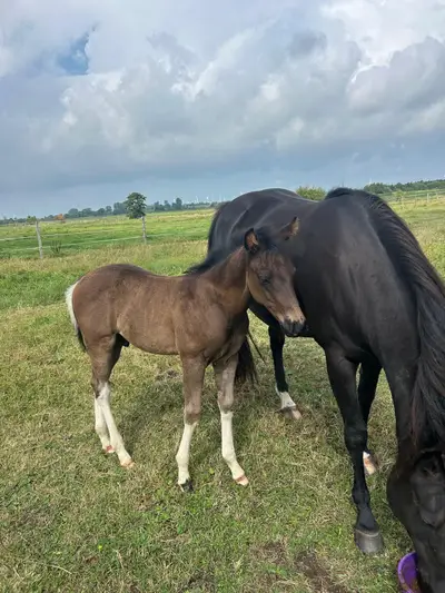 Relève Paint Horse pleine de type en Black Tobiano