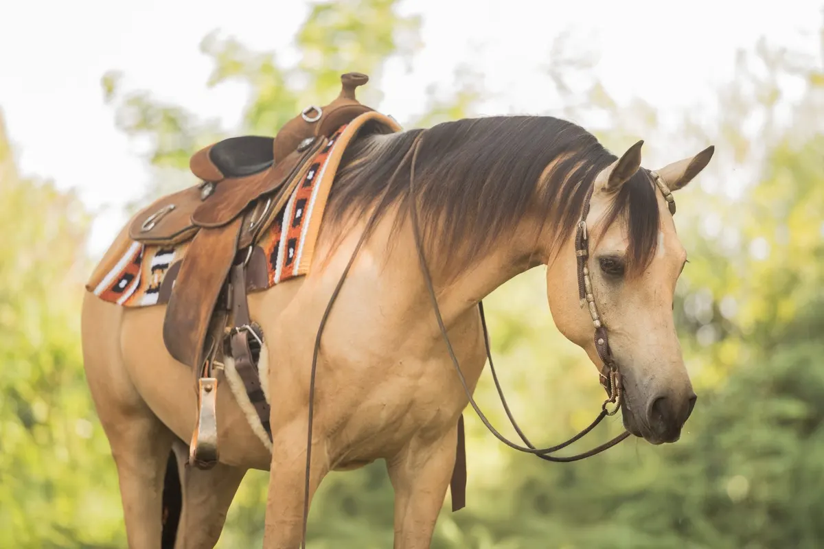 Likeable Quarab Gelding Seeks Encouraging Hands