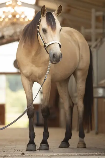 Likeable Quarab Gelding Seeks Encouraging Hands