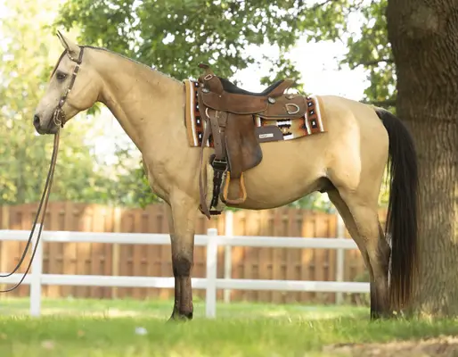 Likeable Quarab Gelding Seeks Encouraging Hands
