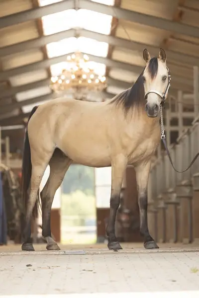 Likeable Quarab Gelding Seeks Encouraging Hands