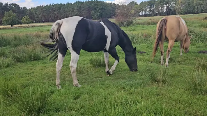 Liebe, bildhübsche Paint Horse Stute