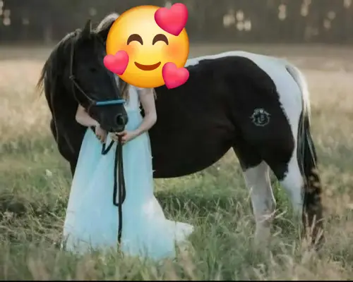 Liebe, bildhübsche Paint Horse Stute